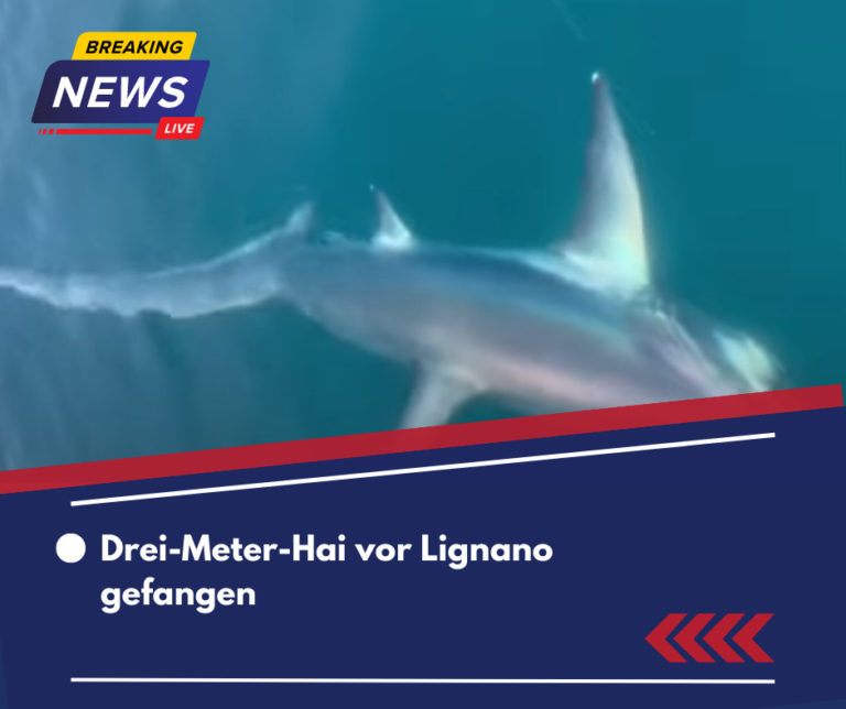 Drei-Meter-Hai vor Lignano gefangen
