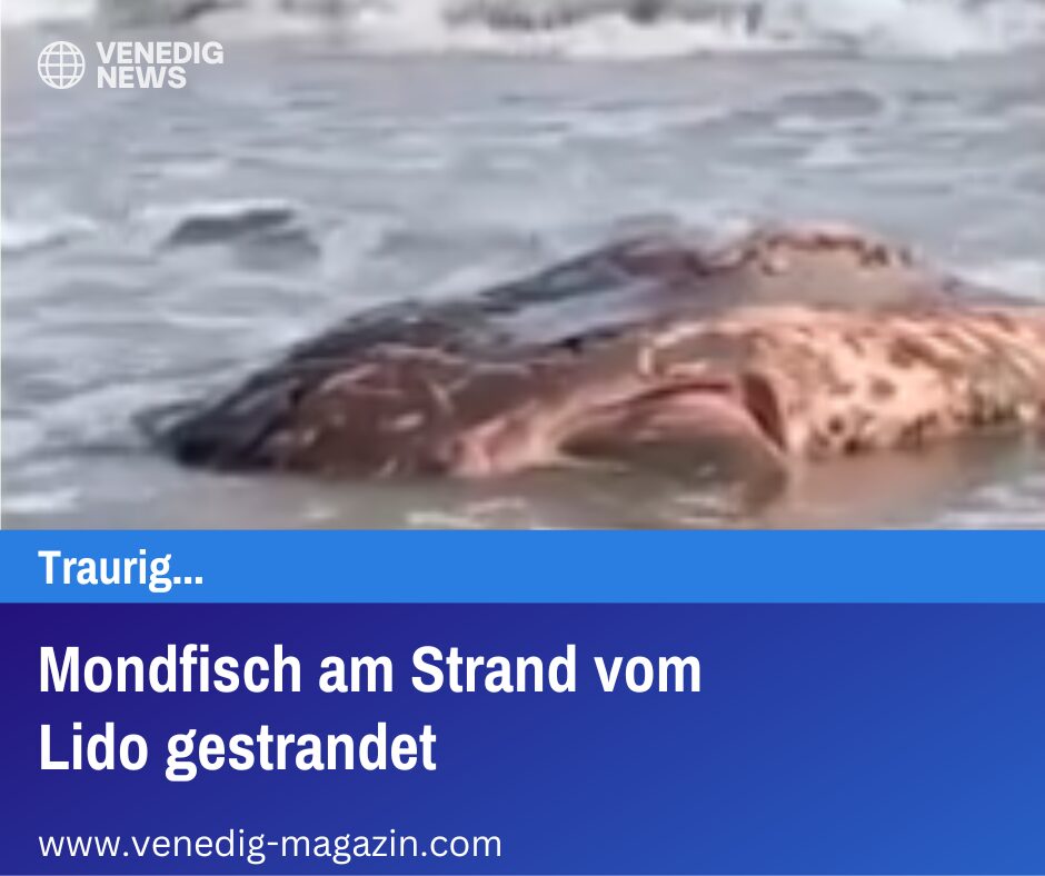 Mondfisch am Strand vom Lido gestrandet