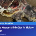 Vier tote Meeresschildkröten in Bibione gefunden