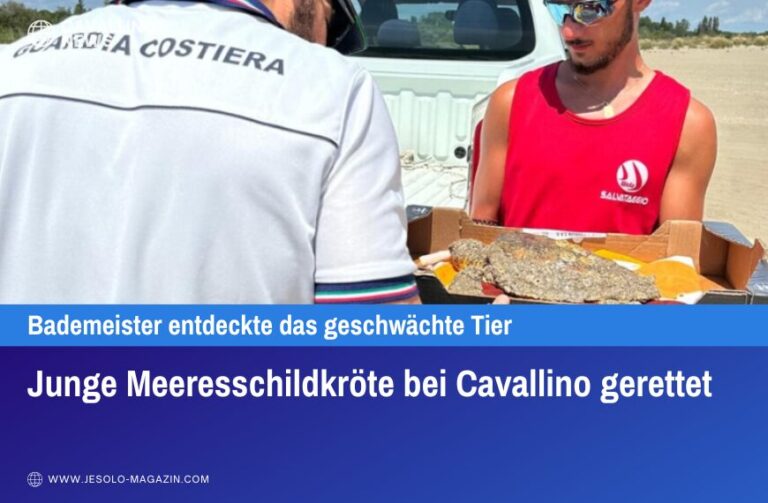 Junge Meeresschildkröte bei Cavallino gerettet