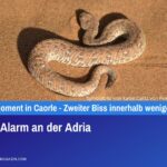 Vipern-Alarm an der Adria