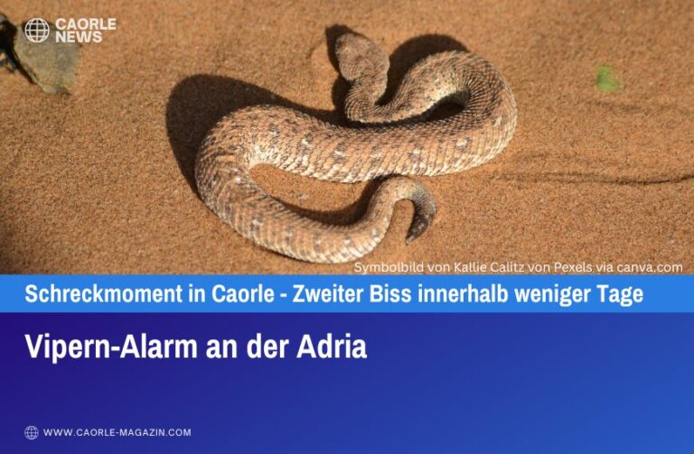 Vipern-Alarm an der Adria