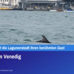 Delfin in Venedig