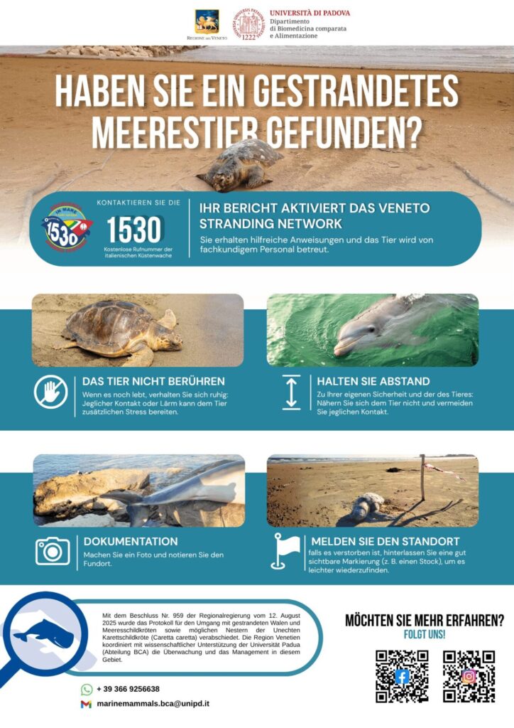 Gestrandete Meerestiere