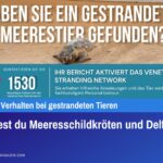 So rettest du Meeresschildkröten und Delfine