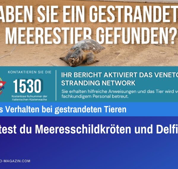 So rettest du Meeresschildkröten und Delfine
