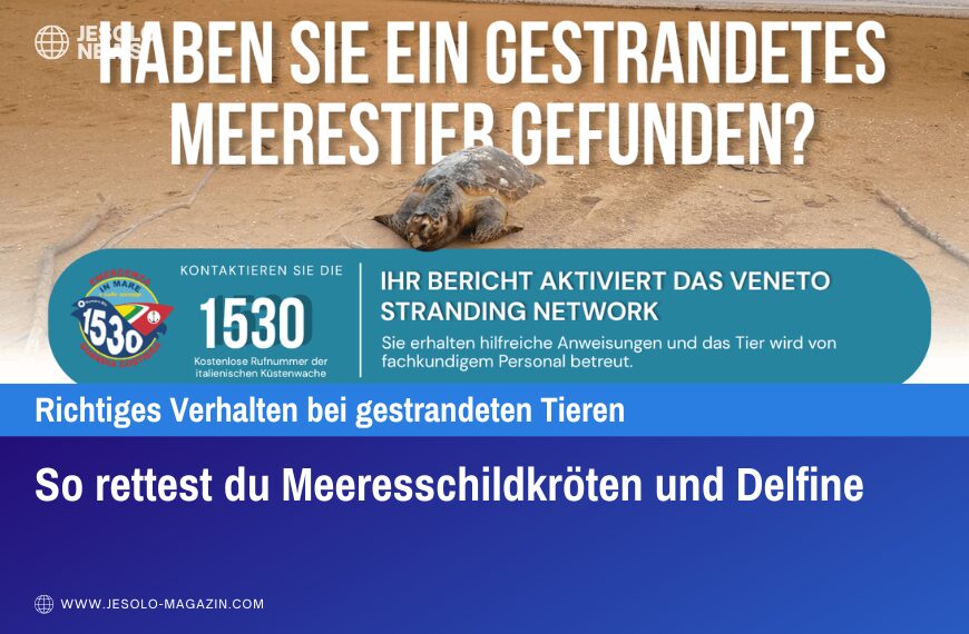 So rettest du Meeresschildkröten und Delfine